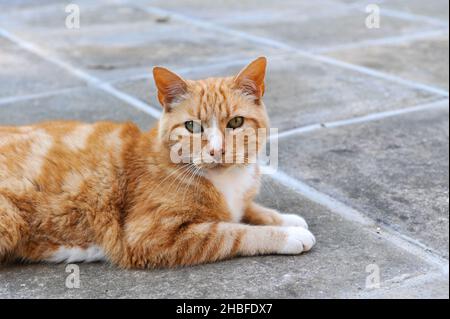 Marmalade Cat Stock Photo
