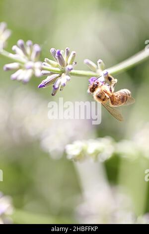 A vertical shot of a bee perched on a lavender flower on a blurred background Stock Photo