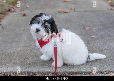 Cute little black and white havanese puppy sitting on sidewalk. Stock Photo