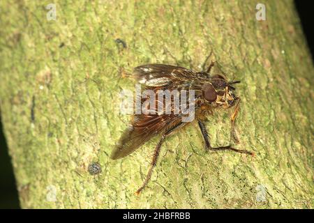 Unidentified bristle fly (Protohystrica sp?) Stock Photo