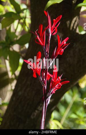 Canna indica commonly known as Indian shotafrican arrowroot, edible canna, purple arrowroot, sierra Leone arrowroot Stock Photo