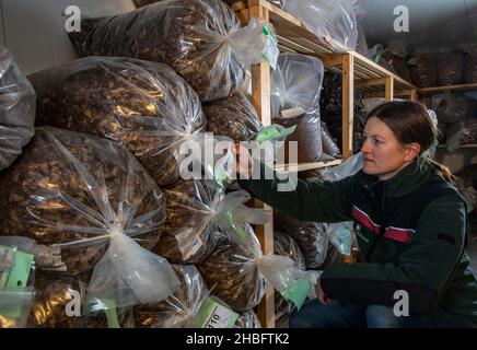 PRODUCTION - 16 December 2021, Saxony, Flöha: Felicitas Radeck checks different seed stocks of deciduous and coniferous trees in a cold store at the Flöha state nursery. The seed harvest in Saxony's forests this year has caused the forest massive losses of important tree species. Affected are red beech as well as pedunculate and sessile oak, which had not formed any fruits. The cone pickers were more successful with other tree species. For example, almost 5.2 tons of cones were harvested from silver fir, another hopeful tree for forest conversion. They are now processed in the seed kiln in Flö Stock Photo