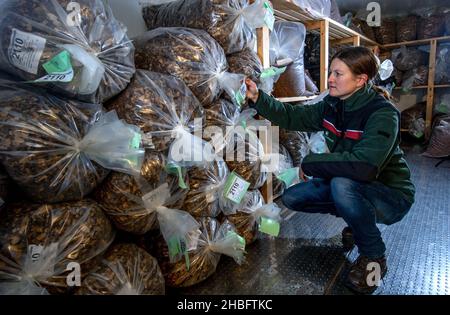 PRODUCTION - 16 December 2021, Saxony, Flöha: Felicitas Radeck checks different seed stocks of deciduous and coniferous trees in a cold store at the Flöha state nursery. The seed harvest in Saxony's forests this year has caused the forest massive losses of important tree species. Affected are red beech as well as pedunculate and sessile oak, which had not formed any fruits. The cone pickers were more successful with other tree species. For example, almost 5.2 tons of cones were harvested from silver fir, another hopeful tree for forest conversion. They are now processed in the seed kiln in Flö Stock Photo