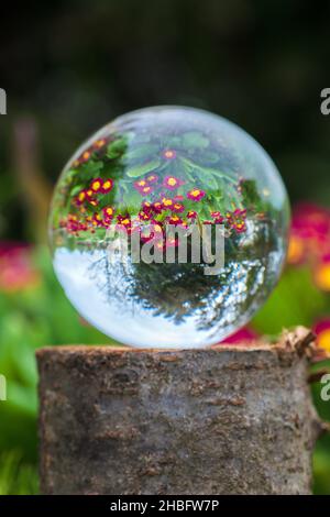 Lens ball landscape of blooming burgundy red primrose in a spring country garden - beautiful and abstract upside down reflection Stock Photo