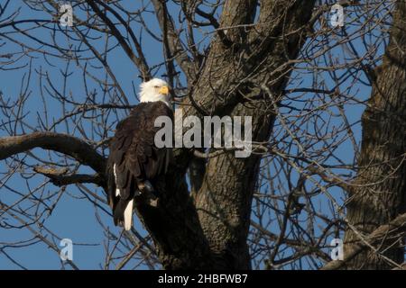 The bald eagle (Haliaeetus leucocephalus) sitting on a tree on Lake Michigan Stock Photo