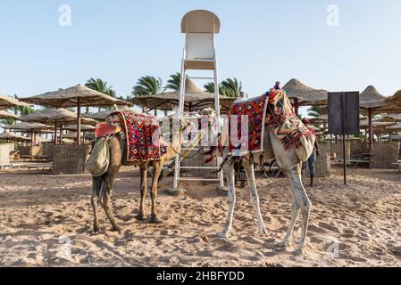 Hurghada, Egypt - May 28, 2021: Camel on a sand of beach in Makadi Bay, which one of Egypt beautiful Red Sea Riviera. Stock Photo