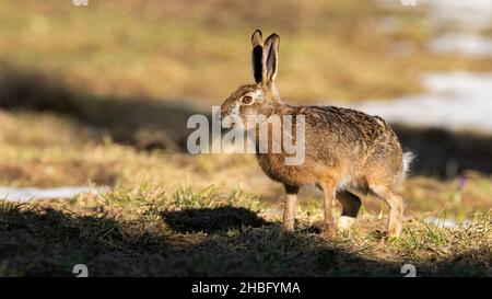 Alert brown hare standing on meadow in spring sunlight Stock Photo