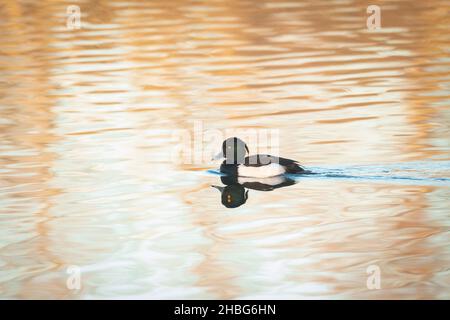 Across the lake swims a tufted duck (Aythya fuligula) in the evening setting Suffolk sunlight Stock Photo