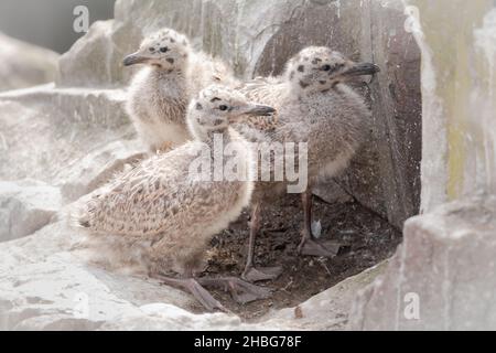 Three herring gull (Larus argentatus) crowd together on their nesting ledge in the Farne Islands Stock Photo