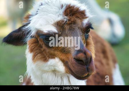 alpaca taken in portrait. Interested and cute mammals. they are farm animals from which the wool is processed. Stock Photo