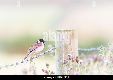 A male reed bunting (Emberiza schoeniclus) sits on a barbed wire fence on grassland near to Bempton Cliffs in Yorkshire Stock Photo