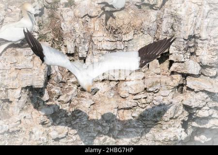 The adult gannet (Morus bassanus) takes flight from the cliffs by dropping from the ledge and gathering speed as demonstrated by this gannet in Yorksh Stock Photo