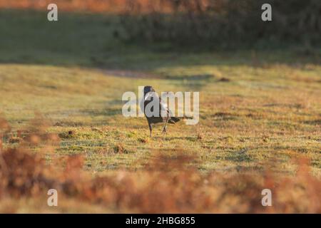 The carrion crow (Corvus corone) walks through the dawn light of a dew covered Suffolk heathland Stock Photo
