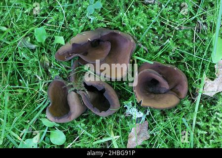 Otidea bufonia, known as split goblet or rabbit-ear cup fungus, wild mushroom from Finland Stock Photo