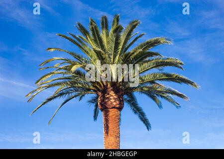 A Freshly pruned palm tree, Phoenix canariensis, sunny day with blue sky. Arecaceae. Liliopsida. horizontal photograph Stock Photo