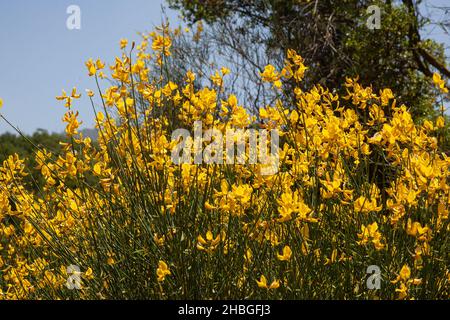 Calicotome villosa, also known as hairy thorny broom and spiny broom, is a small shrubby tree native to the eastern Mediterranean region. Photographed Stock Photo