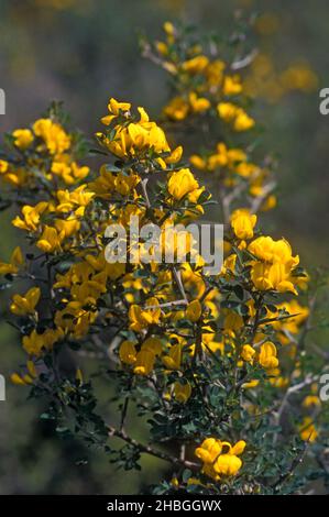 Calicotome villosa, also known as hairy thorny broom and spiny broom, is a small shrubby tree native to the eastern Mediterranean region. Photographed Stock Photo