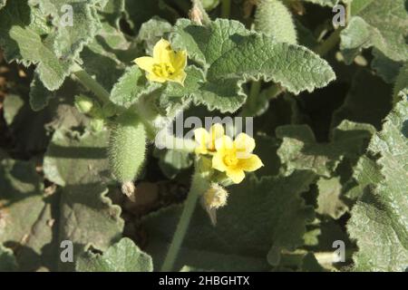 Squirting cucumber (Ecballium elaterium) or exploding cucumber. If consumed in large quantities, this plant is poisonous. However, it is also used in Stock Photo