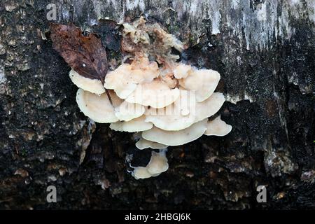 Antrodiella pallescens, a polypore fungus from Finland, no common English name Stock Photo