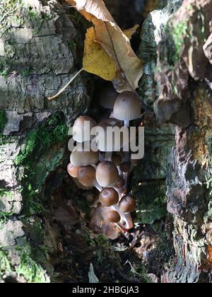 Mycena inclinata, known as the clustered bonnet or the oak-stump bonnet cap, wild mushroom from Finland Stock Photo