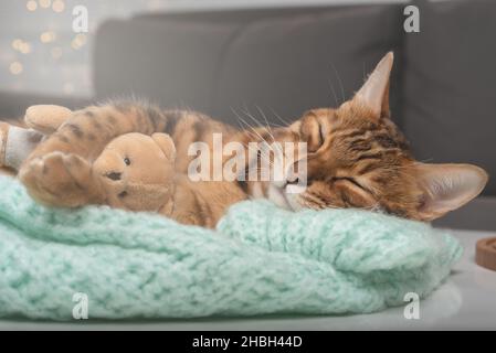 Cute beautiful kitty sweetly sleeps on a sweater and hugs a toy teddy bear. Stock Photo