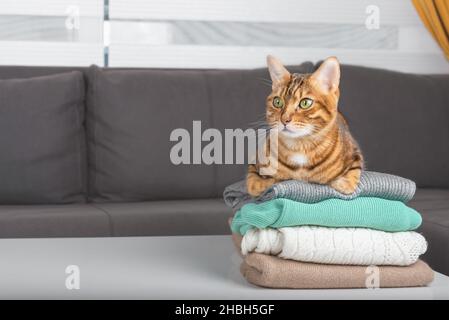 A stack of cozy knitted sweaters on the table. A domestic cat sits on top. Autumn and winter concept. Copy space. Stock Photo