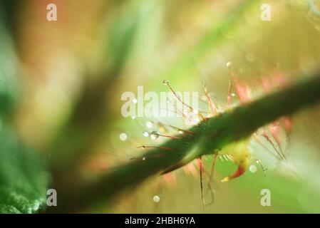 waterdrops on tree with outdoor background selective focus Stock Photo