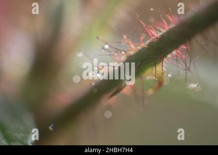 waterdrops on tree with outdoor background selective focus Stock Photo