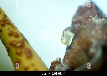 waterdrops on tree with outdoor background selective focus Stock Photo