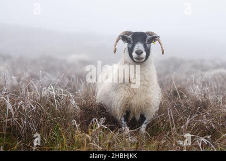 Scottish black face sheep Stock Photo