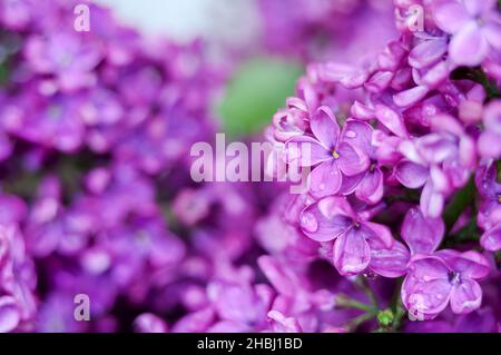 Water droplets on the flower. Purple flowers. Lilacs in close-up. Stock Photo