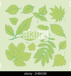 Green leaves set Stock Vector