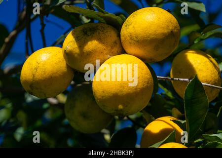 Close-up of ripening lemons on a tree on a sunny day Stock Photo