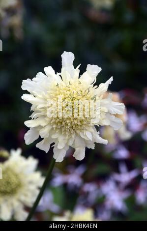 Single Cream Pincushion (Scabiosa Ochroleuca) Flower grown in the Borders at Lowther Castle, Lake District National Park, Cumbria, England, UK Stock Photo