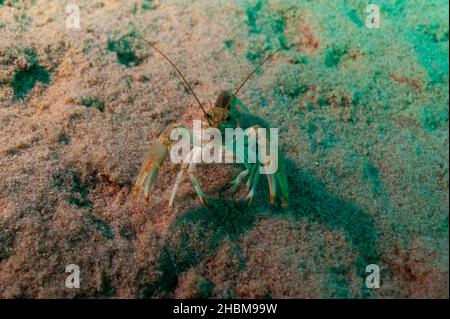 Northern Clearwater Crayfish, Orconectes propinquus in Lake Superior Stock Photo