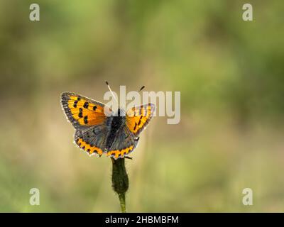 Small Copper Butterfly Wings Open Stock Photo