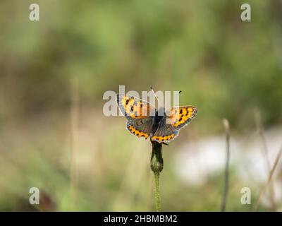 Small Copper Butterfly Wings Open Stock Photo