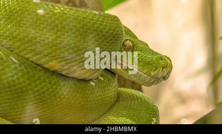 Green tree python in a natural terrarium. Morelia viridis species from the Pythonidae family. Python snake from New Guinea, Indonesia, and Australia Stock Photo