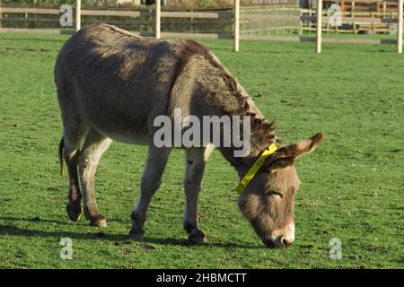 Nice Donkey In England Grazing On Farmland Stock Photo