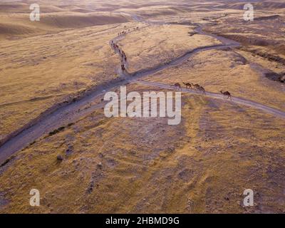 Camel caravan going through the sand dunes at the Desert.  Stock Photo