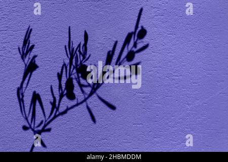 Olive tree branch shadow on the violet very peri color texture wall  Stock Photo