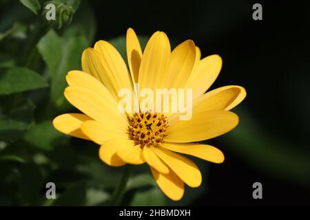 close-up of a single yellow osteospermum flower against a dark background Stock Photo