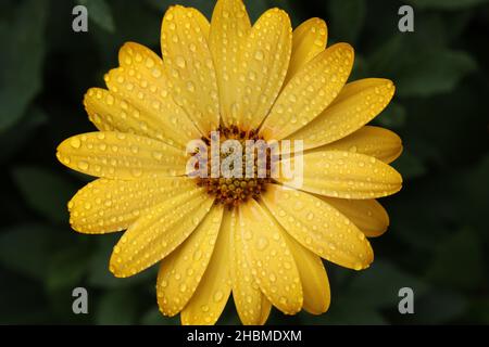 close-up of a single yellow osteospermum flower with droplets on its petals and direct view from above Stock Photo