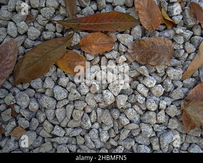 The light and shadow of stones of various sizes in my garden , dry leaves Stock Photo