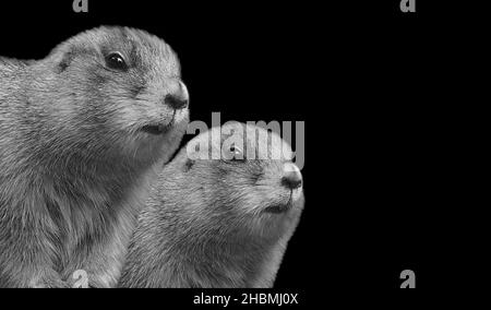 Two Cute Prairie Dog Closeup Face On The Black Background Stock Photo