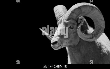 Black And White Desert Bighorn Sheep Portrait On The Black Background Stock Photo