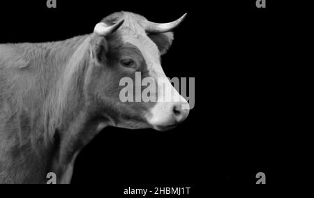 Big Horn Cow Face On The Black Background Stock Photo