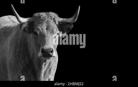 Black And White Big Horn Cow Face Stock Photo