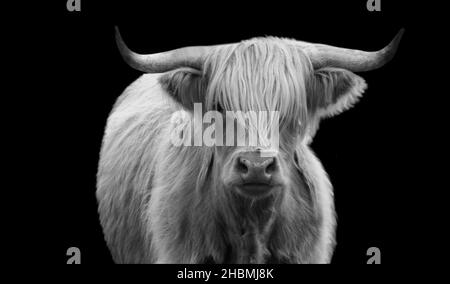 Beautiful Highland Cow On The Black Background Stock Photo