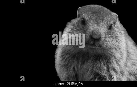 Beautiful Cute Groundhog Portrait Face On The Dark Background Stock Photo